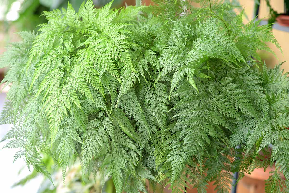A horizontal close up shot of light green fern fronds.