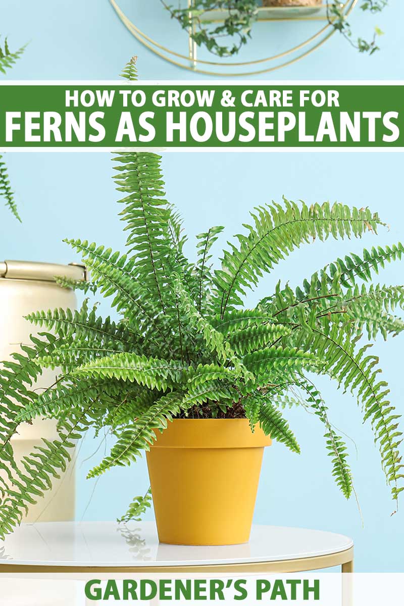 A vertical shot of a fern houseplant in a yellow pot, sitting on a white stool against a pale blue background. Green and white text run across the center and bottom of the frame.