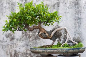 A horizontal shot of a ginseng fig bonsai growing to the left hand side of the frame. The pot is set against a concrete background.