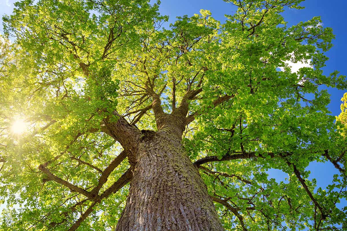 A close up horizontal image of a view into the canopy of a linden (Tilia) tree with the sun behind the foliage, pictured on a blue sky background.