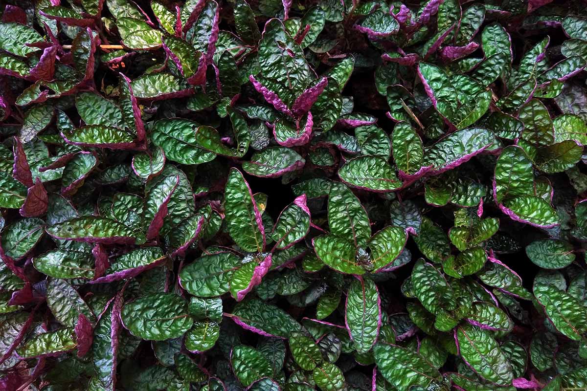 A horizontal image of the crinkly green and purple foliage of outdoor waffle plants.