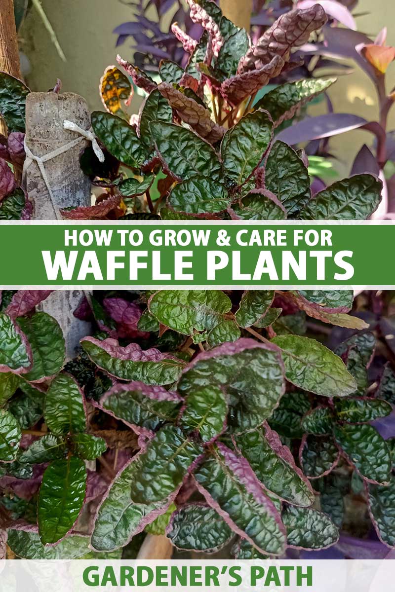 A vertical image of a clump of waffle plant foliage growing among other plants. The middle and bottom of the image both have banners of green and white text.