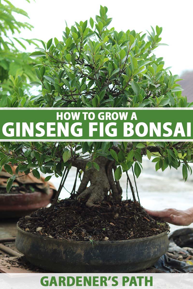 A vertical shot of a ginseng fig bonsai plant in a dark pot. Green and white text run across the center and bottom of the image.