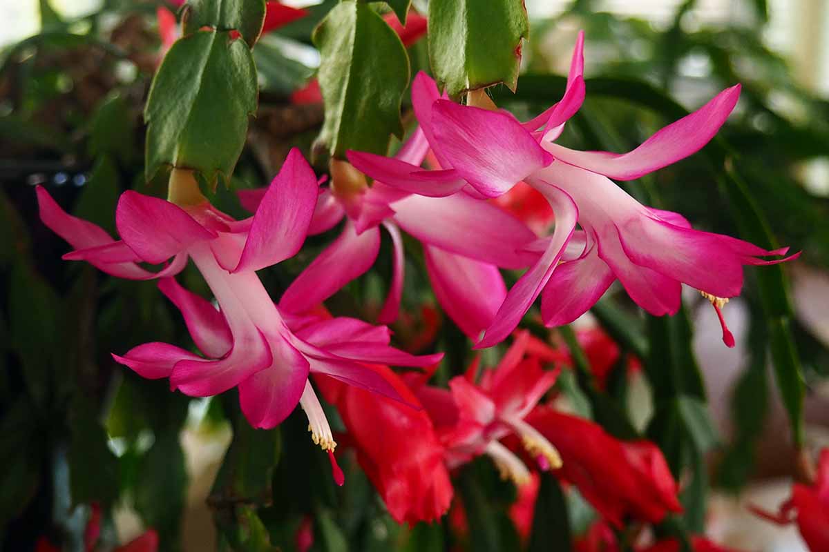 A close up horizontal shot of a Christmas cactus plant with both pink and white and red blooms.