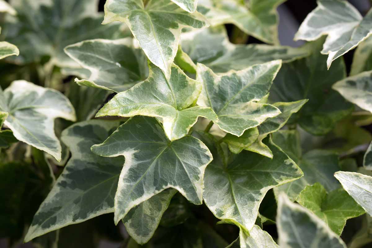 A horizontal close up of white-edged ivy leaves.