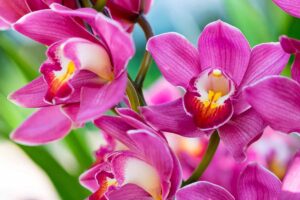 A close up horizontal image of the bright pink blooms of Cymbidium orchid pictured on a soft focus background.