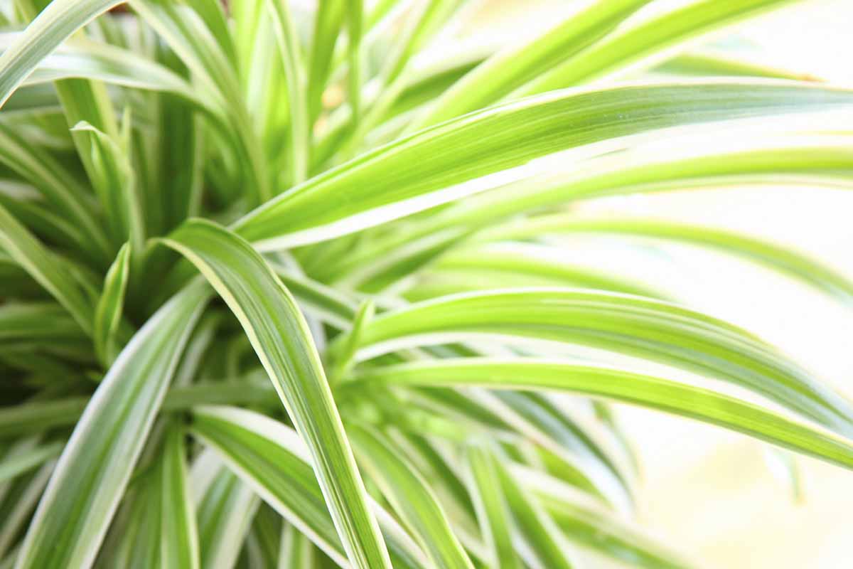 A horizontal close up shot of the green and white leaves of a spider plant.
