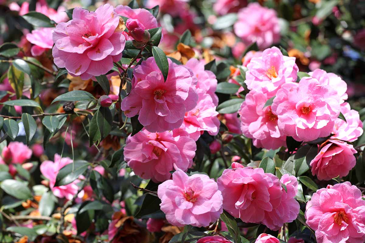 A horizontal close up shot of a camellia shrub in full bloom with bright pink flowers.