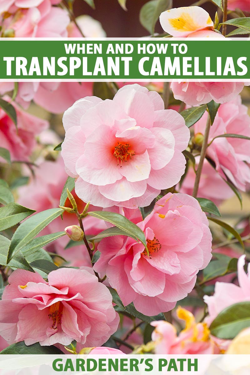 A vertical close up image of a camellia shrub with light pink blooms. Green and white text run across the center and bottoms of the image.