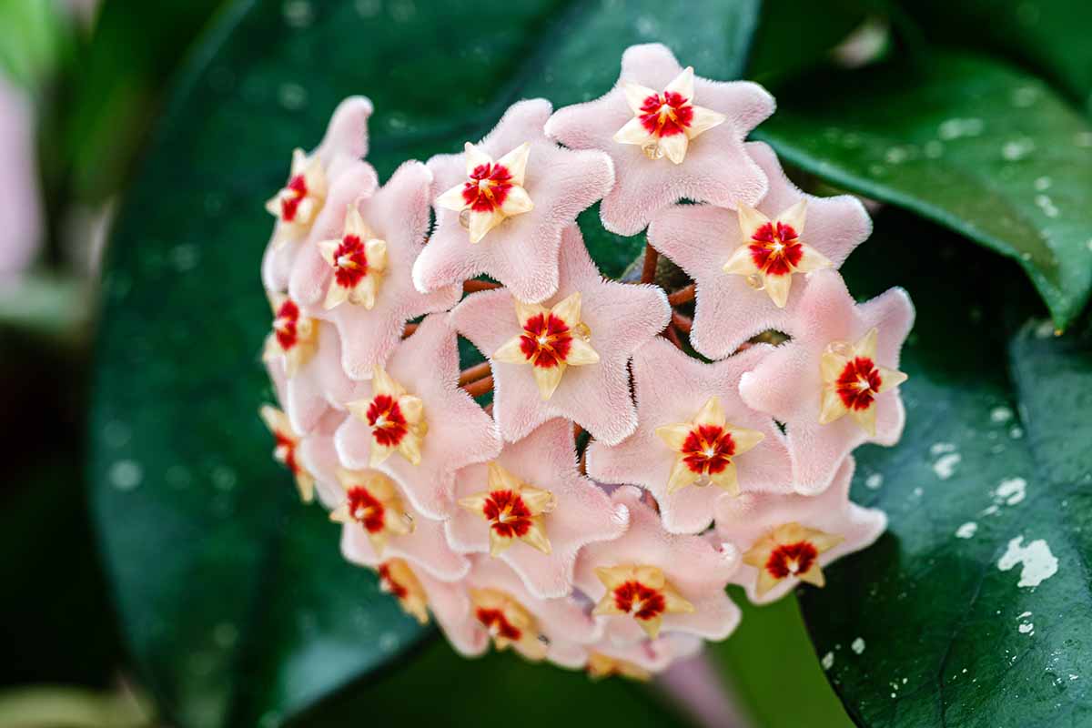 A close up horizontal shot of pale pink hoya blooms with bright red and yellow centers.