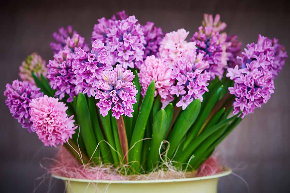 A horizontal shot of bright purple hyacinths growing out of a white pot.
