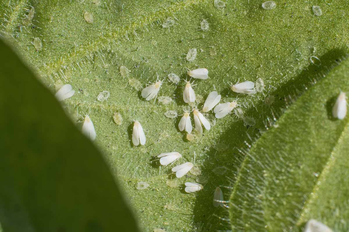 A horizontal image of a colony of whiteflies congregating on a green leaf.