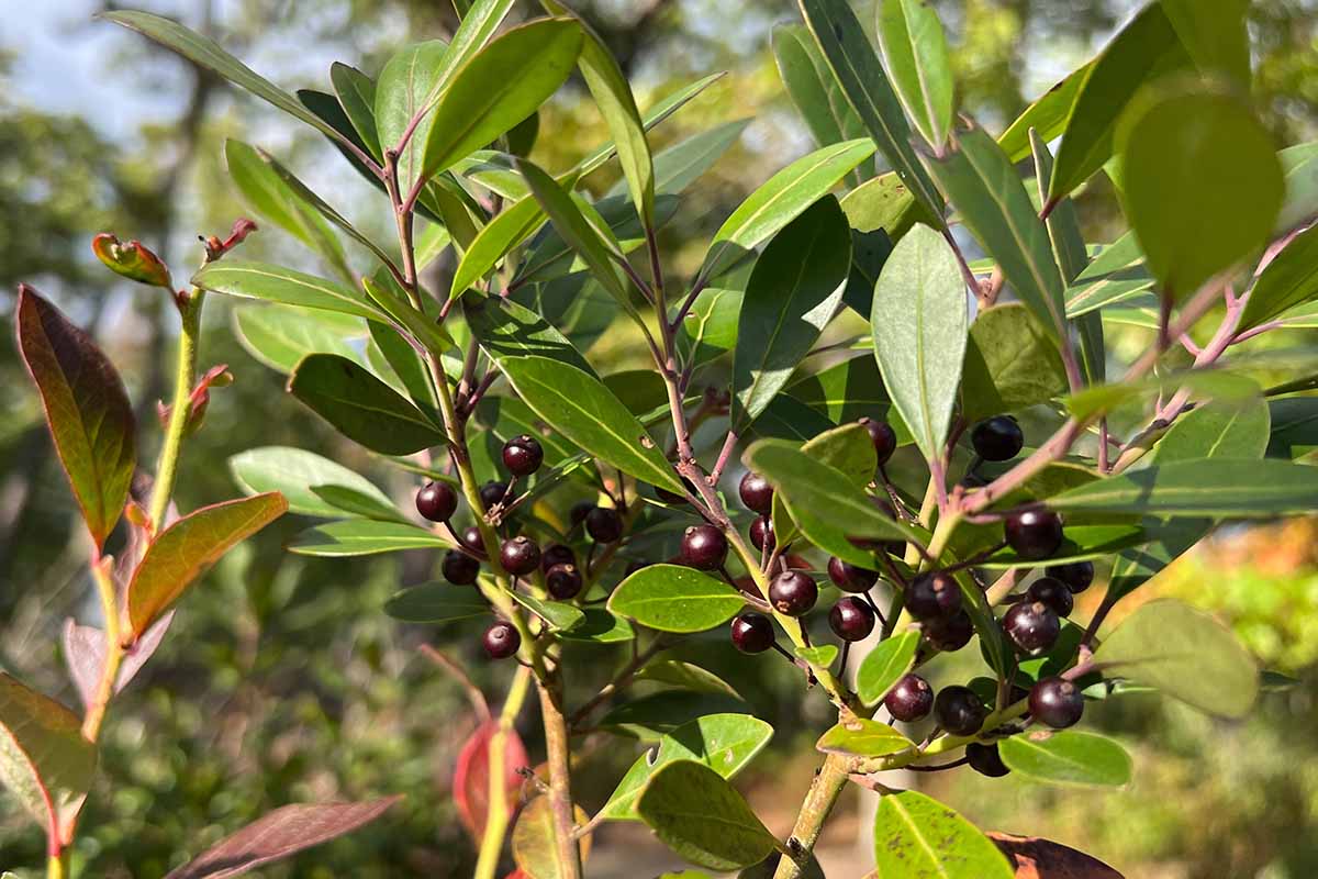 A close up horizontal image of inkberry holly growing in the garden pictured in bright sunshine.