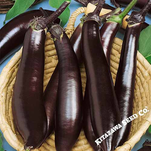 A close up of 'Japanese Pickling' eggplants in a wicker basket.