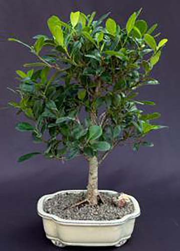 A vertical shot of a Kaneshiro bonsai tree in a light colored pot set against a dark gray background.