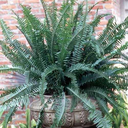 A square photo of a Kimberley Queen fern in a stone pot against a brick wall.