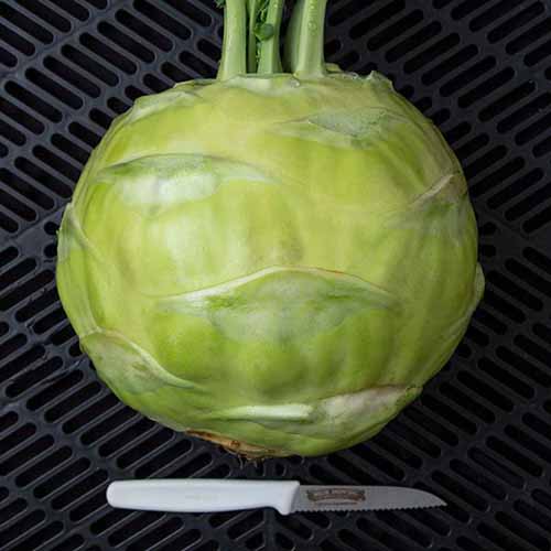 A close up square image of a large 'Kossak' kohlrabi set on a dark surface with a small kitchen knife underneath it.