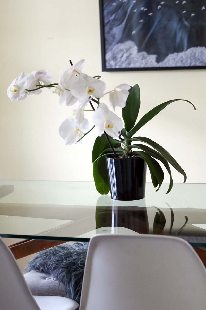 A vertical shot of a moth orchid plant in a black pot sitting on a clear glass table.