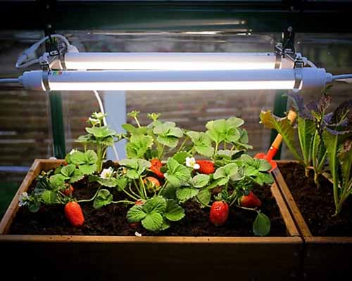 A square shot of an LED grow lamp over a tray with strawberry plants with fruit.
