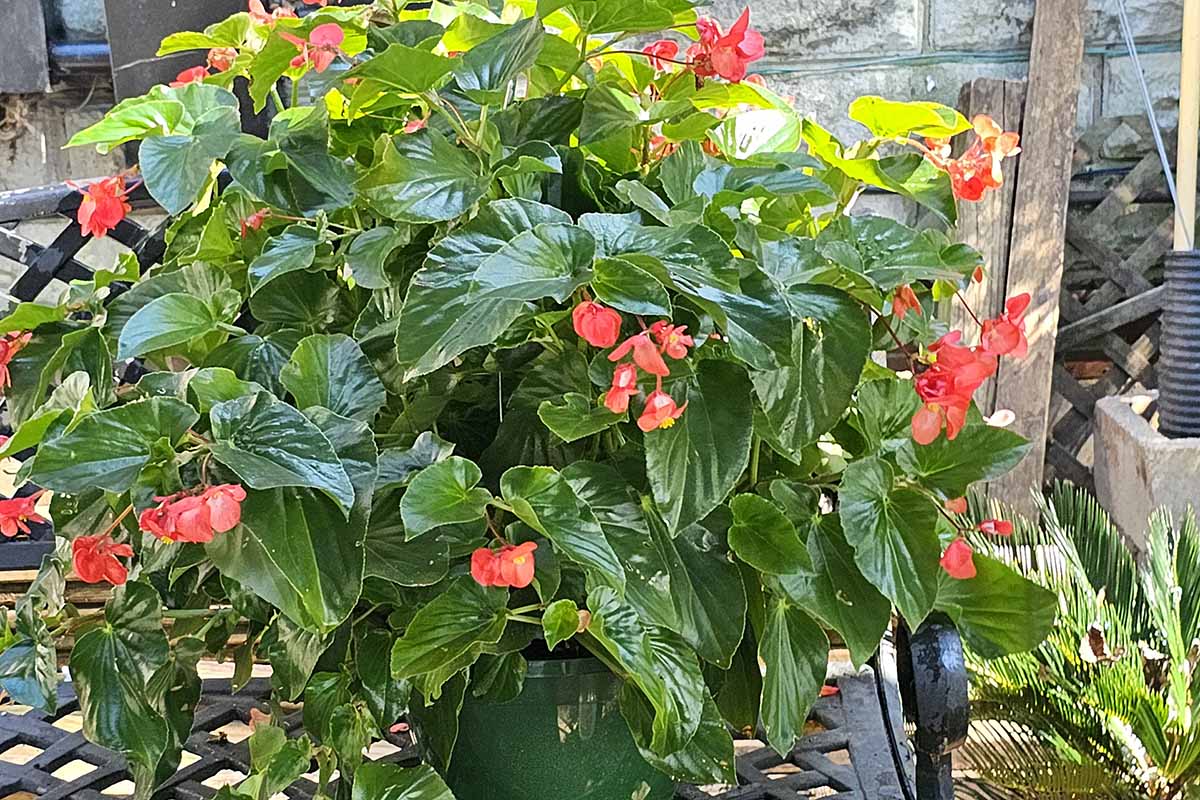 A close up horizontal image of a large angel-wing begonia growing outdoors in a pot sporting bright red blooms.
