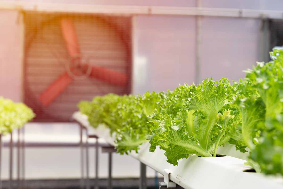 A horizontal shot with lettuce growing in long white greenhouse trays with a large ventilating fan out of focus in the background.
