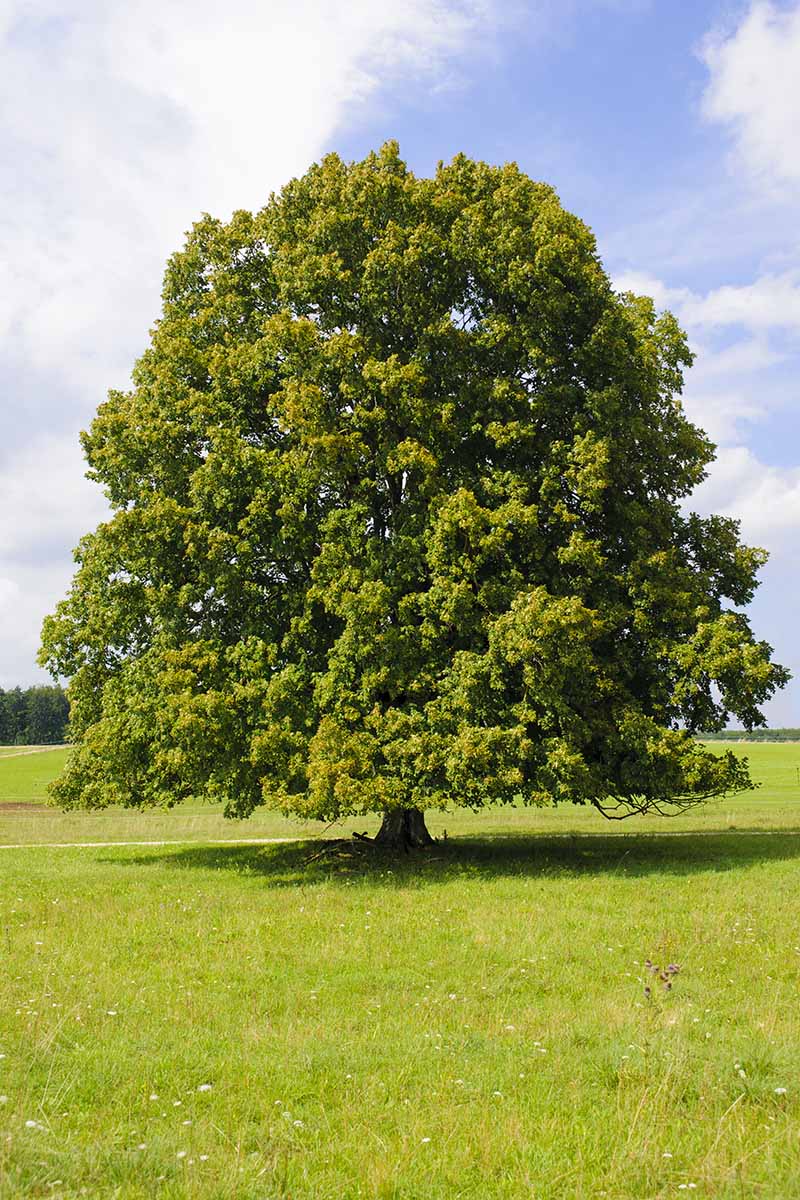 A vertical image of a large mature linden tree growing in a field pictured on a blue sky background.