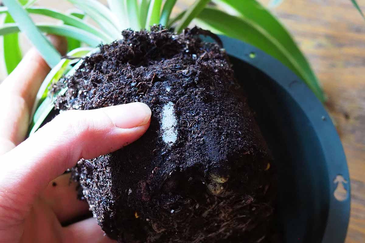 A horizontal closeup of the bottom of a root ball on a spider plant with a large white root poking out of the side of the soil.