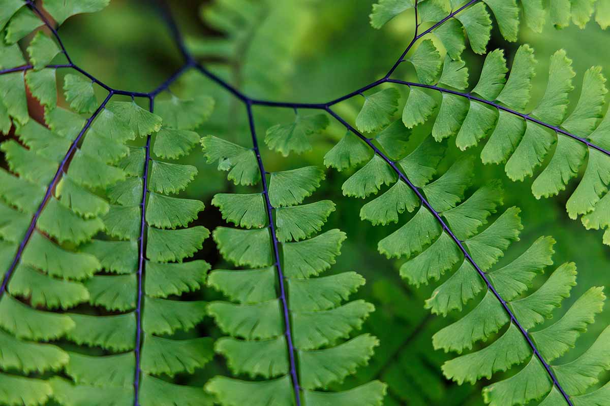 A horizontal close up photo of several repeating leaf patterns on a four maidenhair fern fronds.