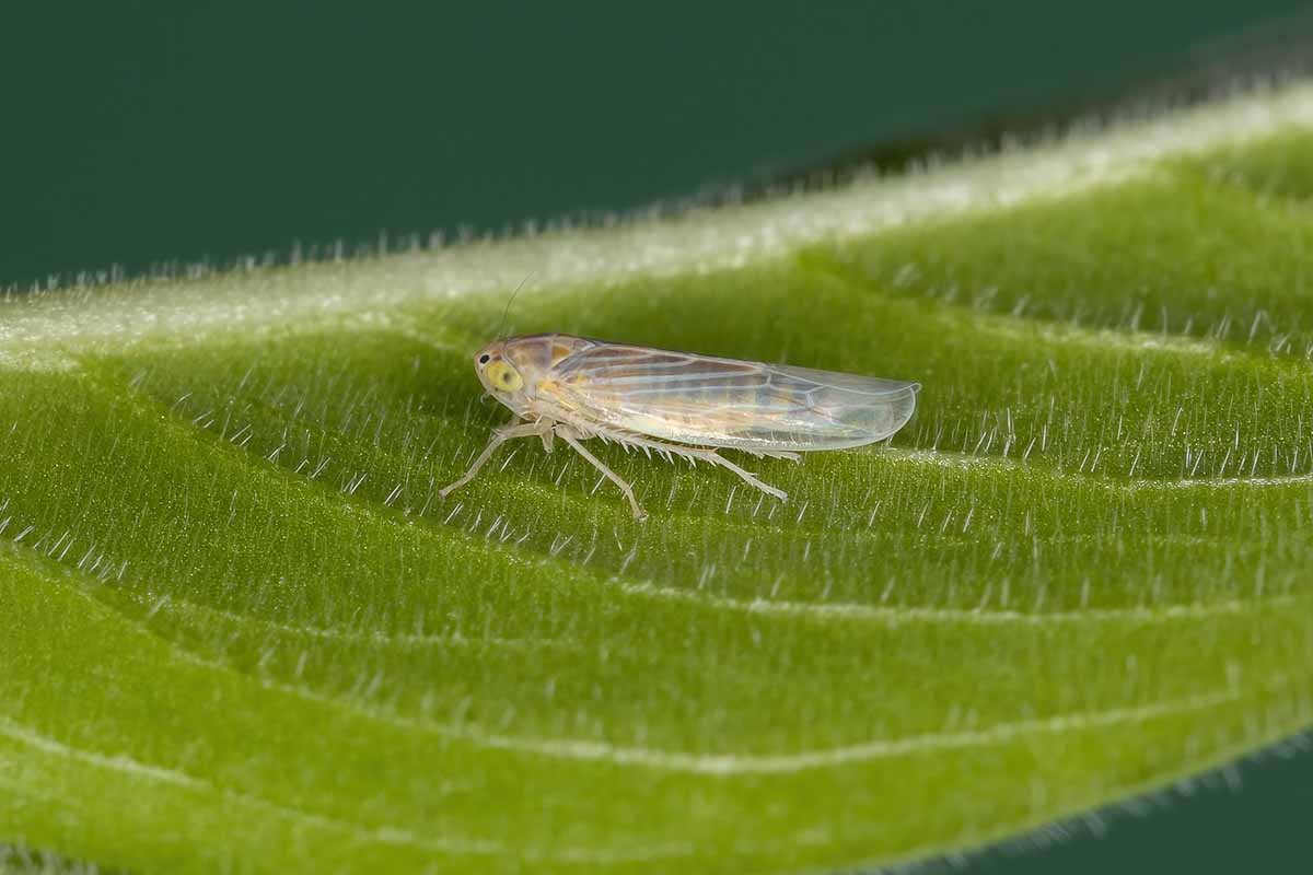 A vertical closeup shot of a lone leafhopper from the Deltocephalinae subfamily on a finely-haired leaf.