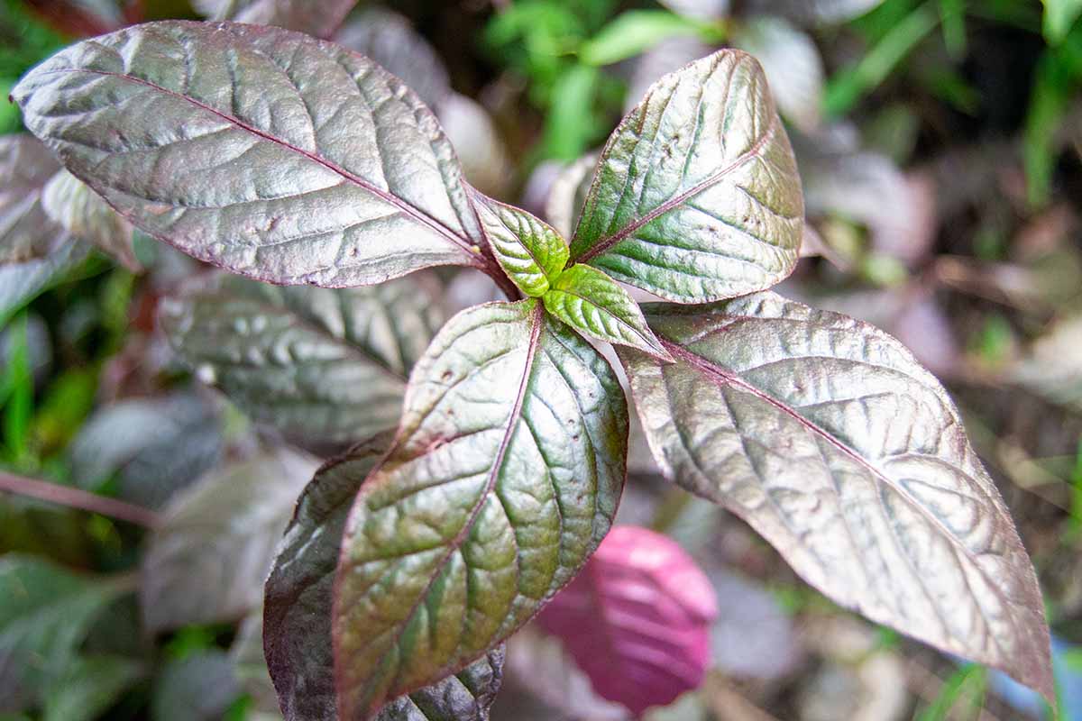 A horizontal closeup image of the glossy purple and green leaves at the top of a waffle plant, with other leaves positioned in the fuzzy background outdoors.