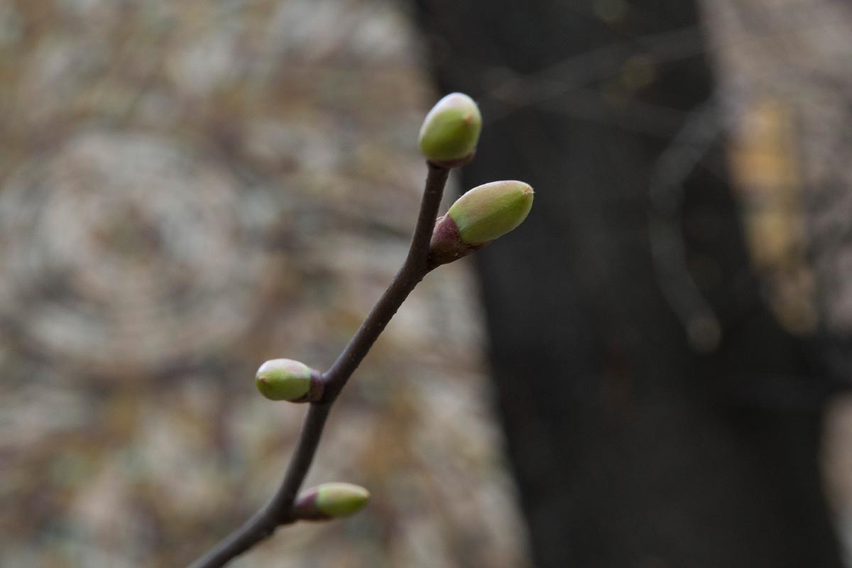 A close up horizontal image of the tip of a branch with buds on it pictured on a soft focus background.