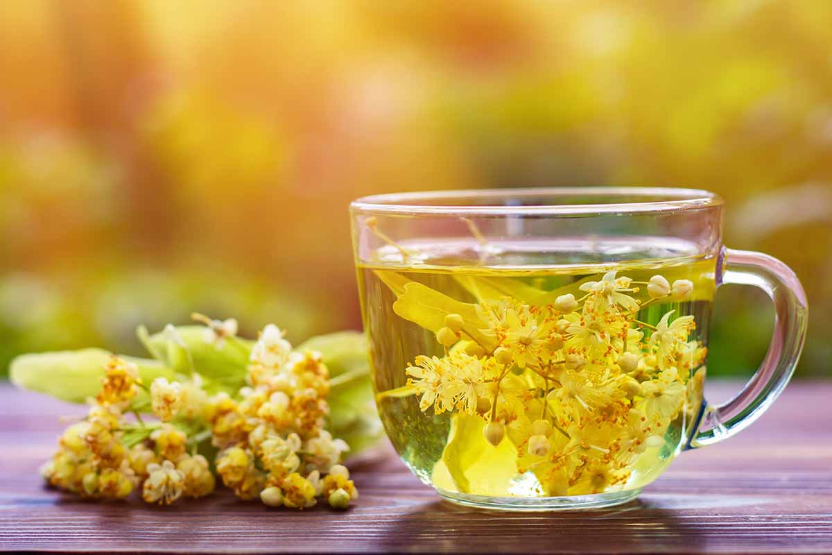 A close up horizontal image of a cup of tea made from the flowers of a Tilia species, set on a wooden surface pictured on a soft focus background.