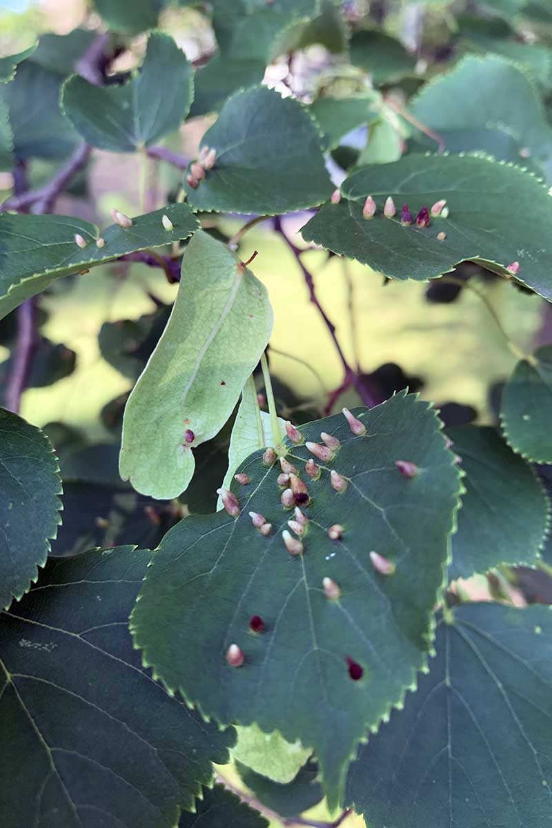 A close up vertical image of the symptoms of leaf gall on foliage.