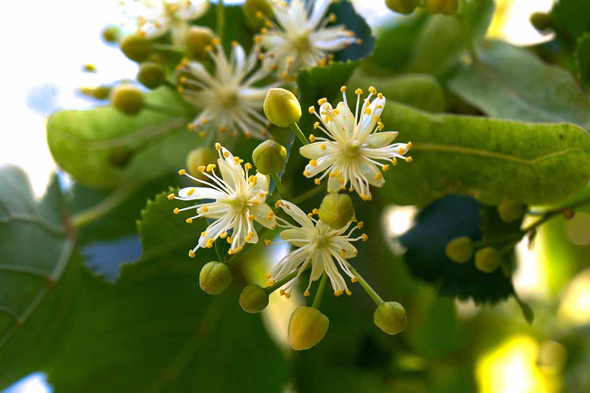 A close up horizontal image of the flowers of a Tilia (linden) tree pictured on a soft focus background.