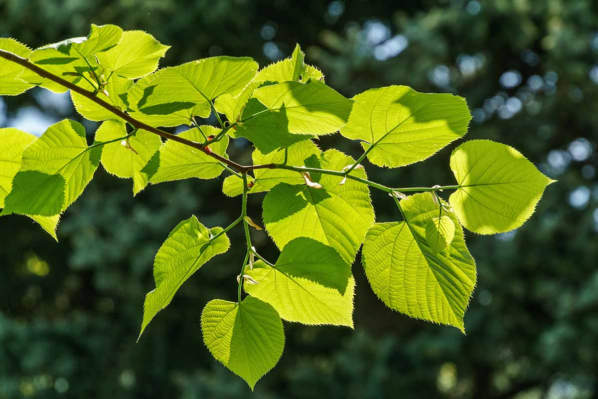 A close up horizontal image of the foliage of a Tilia pictured in bright sunshine on a soft focus background.