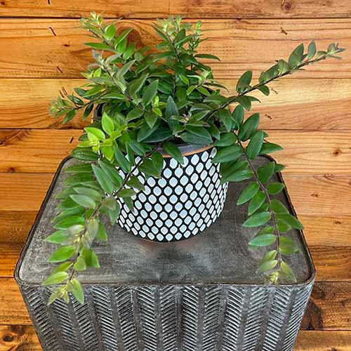 A square shot of a lipstick plant in a gray and white pot on a gray square table against a wood plank background.