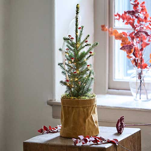 A square image of a small little living Christmas tree with decorations set on a wooden stand in front of a window in winter.