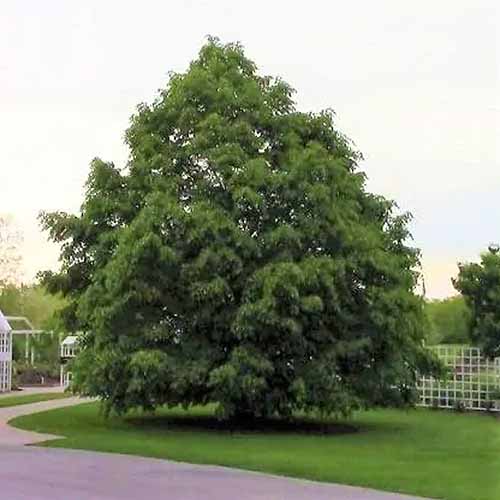 A square image of a mature littleleaf linden growing in a large garden.