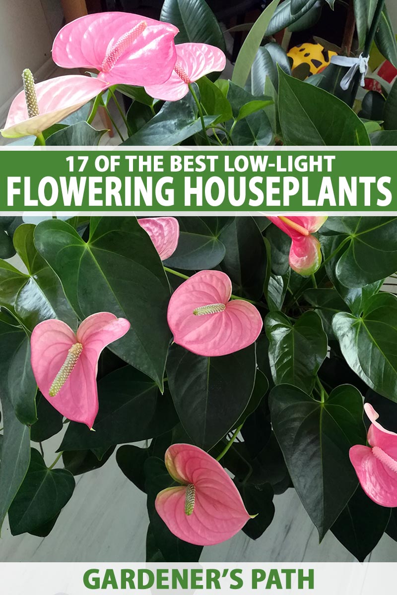 A vertical close up shot of a flowering anthurium plant with pink blooms. Across the center and bottom of the frame runs green and white text.