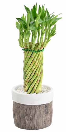 A close up of a lucky bamboo plant in a decorative pot.