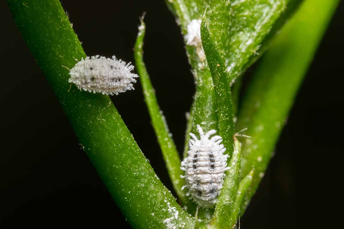 A horizontal close-up of two mealybugs infesting a green plant stem against a black background.