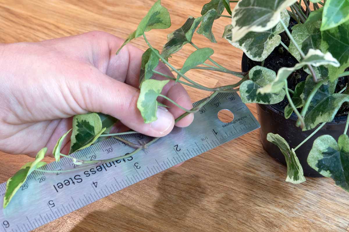 A horizontal shot of a hand holding a metal ruler and measuring a branch of an ivy plant.