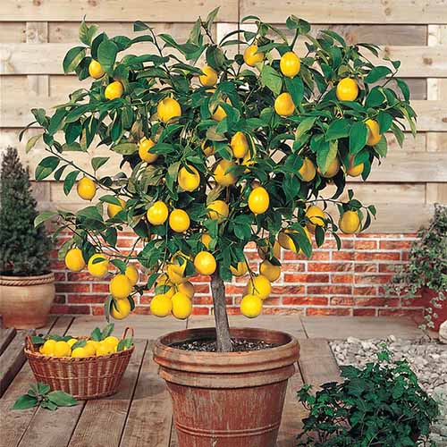 A close up square image of a meyer lemon tree growing in a large pot set on a wooden deck.