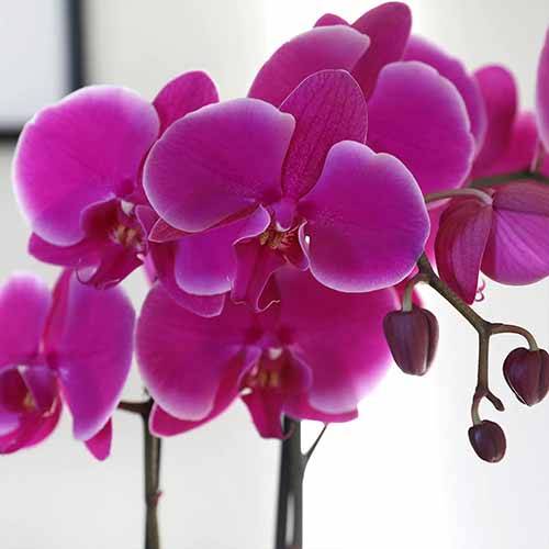 A close up square image of purple moth orchid flowers pictured on a white background.