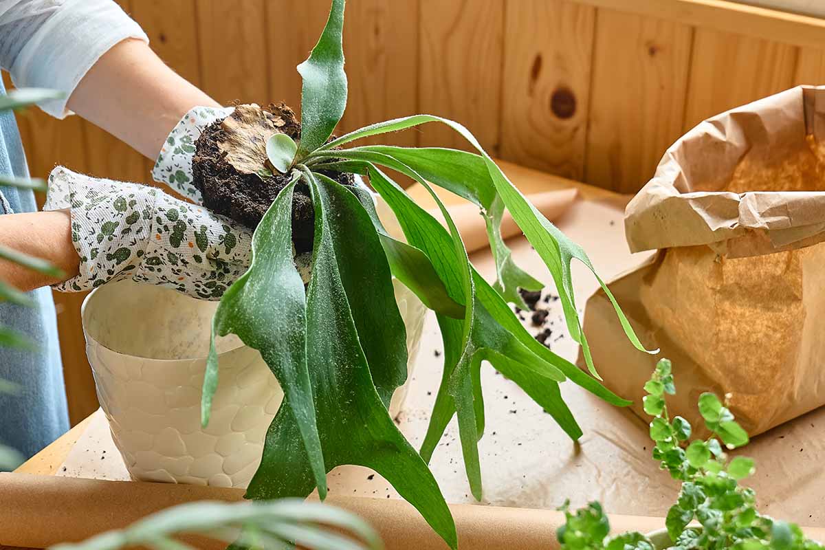 A horizontal shot of a woman's hands in flowered gardening gloves removing a staghorn fern from a pot and preparing it for mounting.