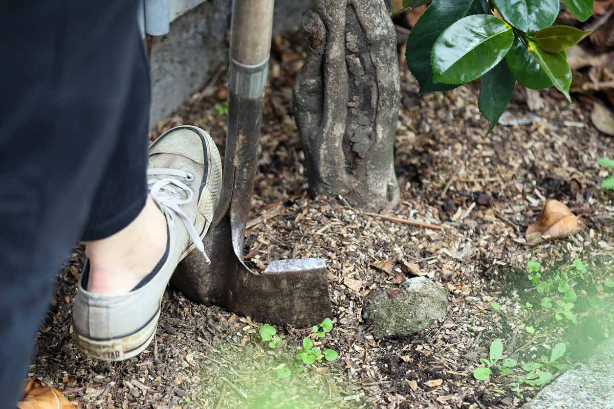 A horizontal shot of a foot pushing the edge of a spade into the dirt underneath the roots of a camellia plant.