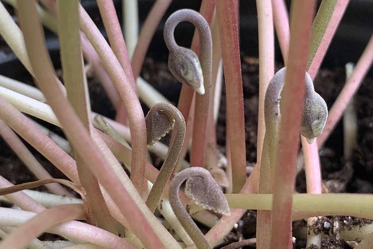 A horizontal close up shot of new buds on a cyclamen plant.