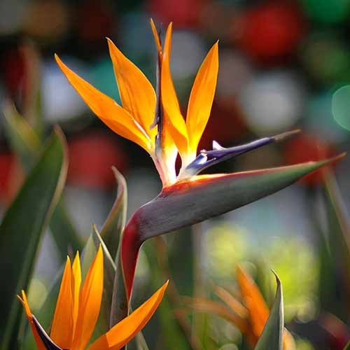 A close up square image of an orange bird of paradise plant.