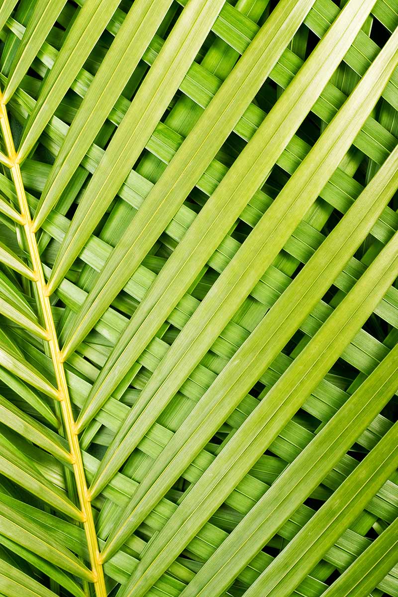 A vertical image of light green palm fronds crisscrossed over each other in a grid-like pattern.