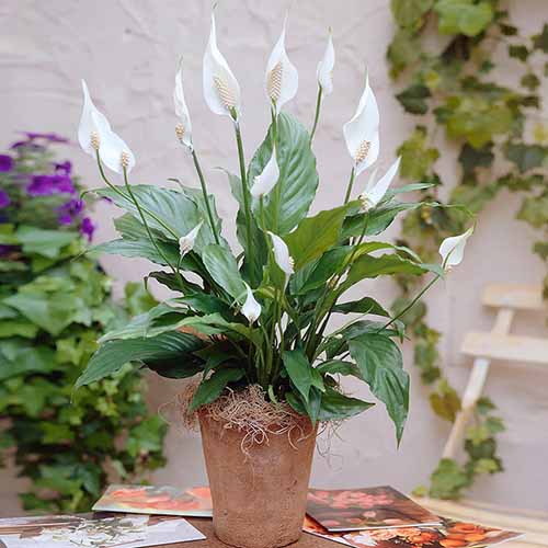 A square shot of a peace lily plant with many white blooms in a rustic terra cotta pot on a garden table.